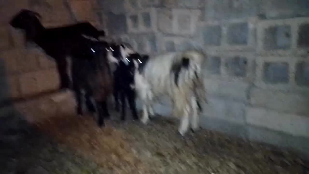 فروش دوعددبزویک عددتیشتر درناصری|حیوانات مزرعه|خورموج, |دیوار