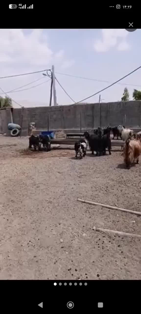 بز و بیگ|حیوانات مزرعه|دزفول, |دیوار
