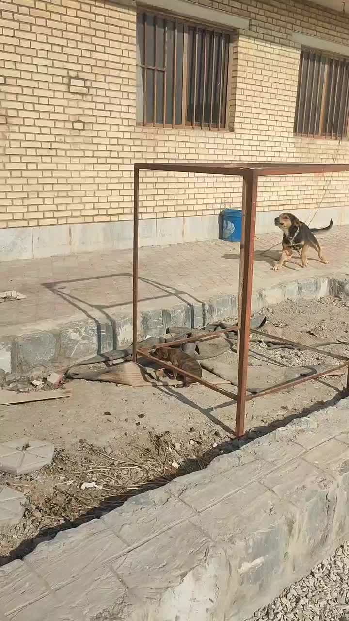 سگ نگهبان|سگ|لنجان, |دیوار