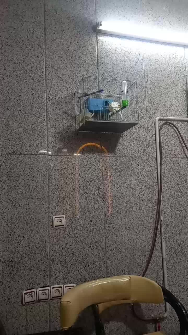 مرغ عشق دمه تخم|پرنده|ری, شهرک نظامی|دیوار