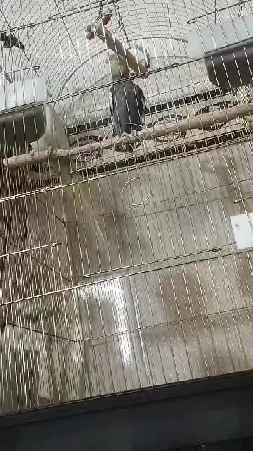 عروس هلندی|پرنده|بم, |دیوار