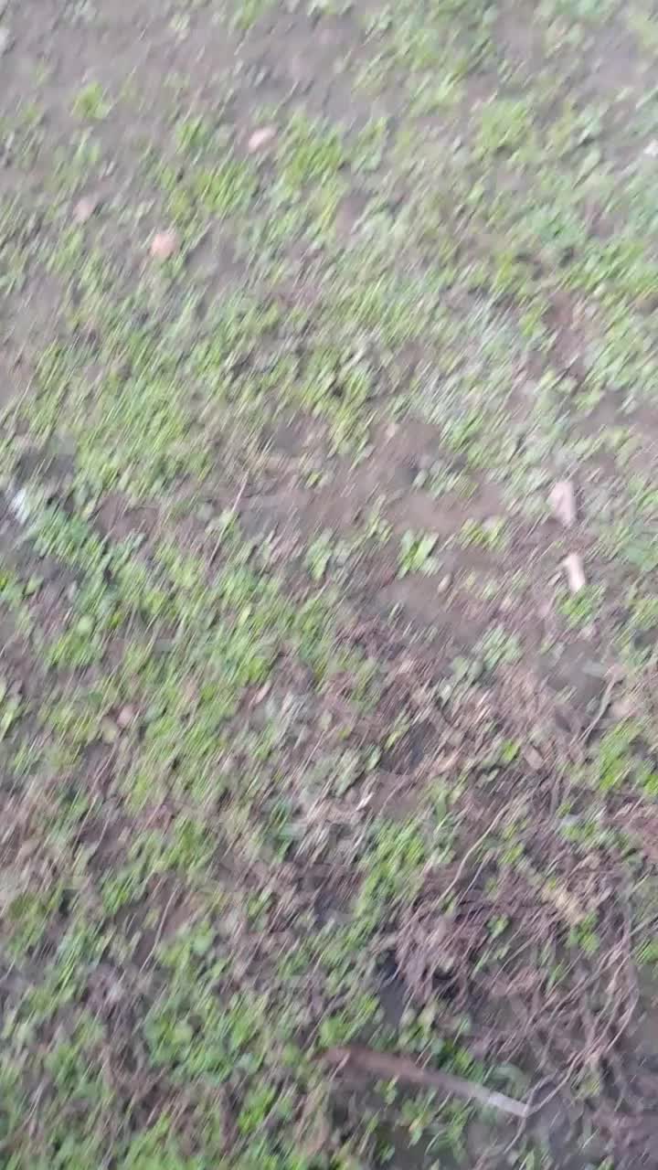 خروس لاری|حیوانات مزرعه|اسالم, |دیوار