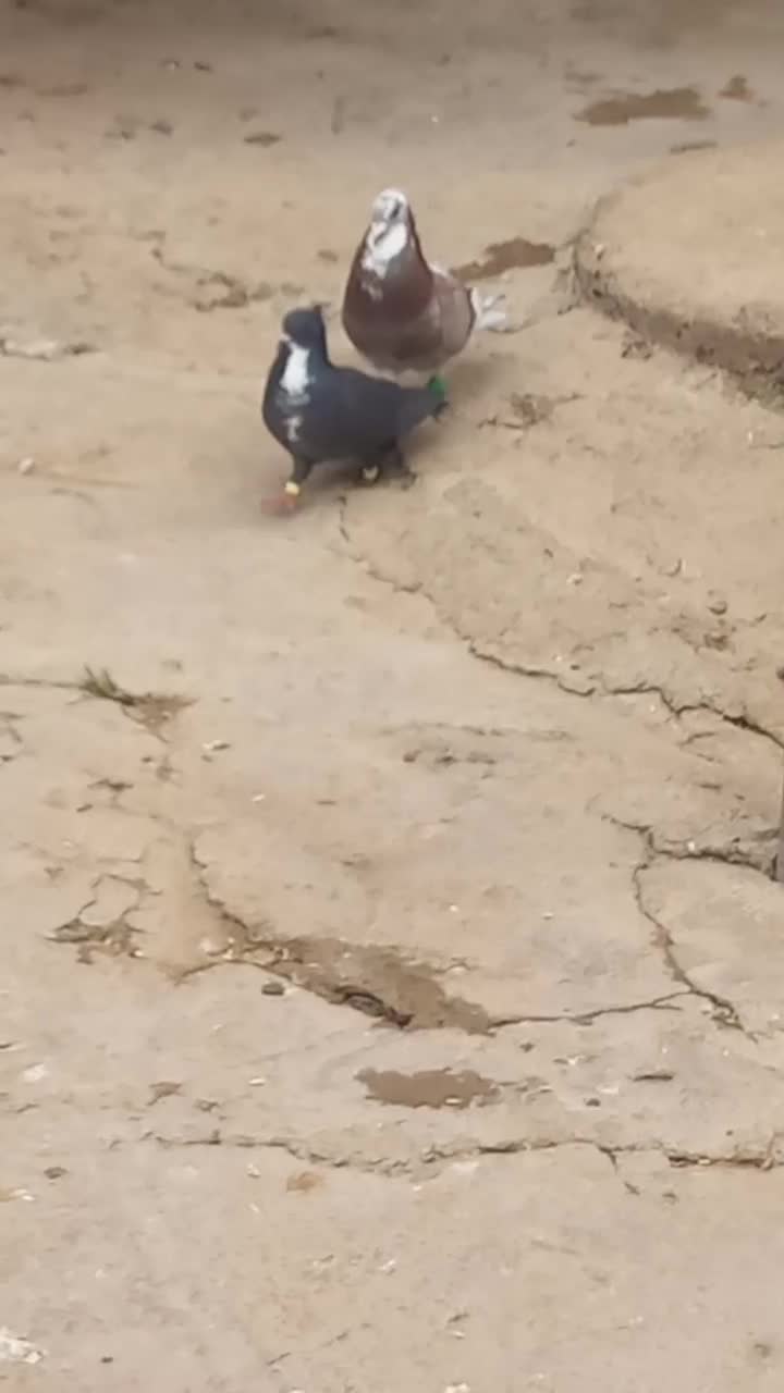 کفتر|حیوانات|بجنورد, |دیوار