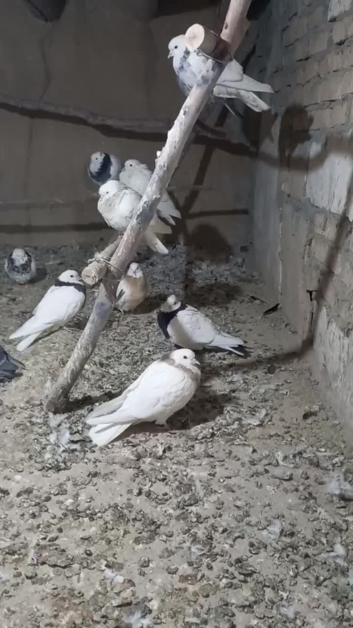 یه گل کبوتر طوقی مایدم دم سیاه|پرنده|همدان, |دیوار