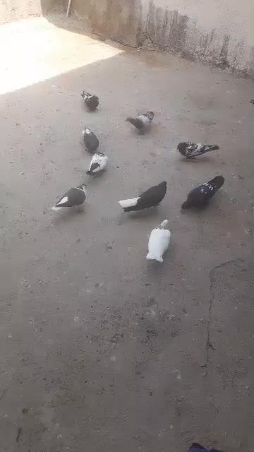 پرنده|پرنده|گتوند, |دیوار