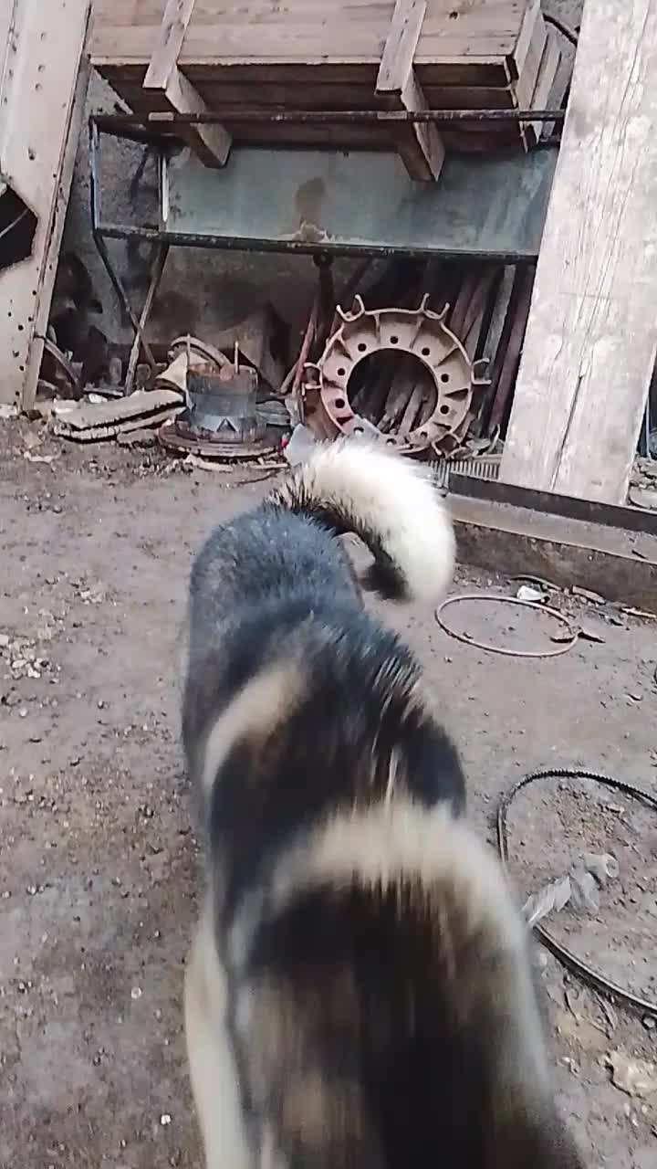 هاسکی|سگ|اردبیل, |دیوار