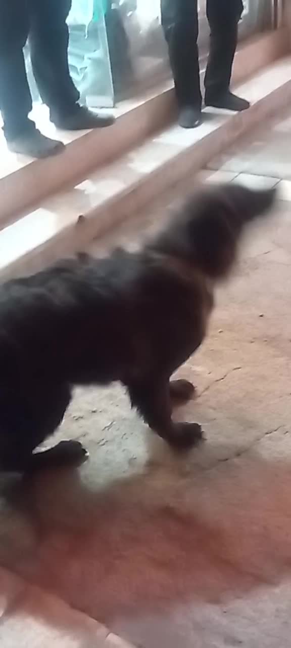 شاه توله ژرمن بلک نرر کرمان|سگ|کرمان, |دیوار