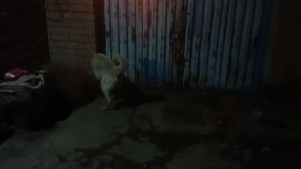 سگ گله|سگ|صوفیان, |دیوار