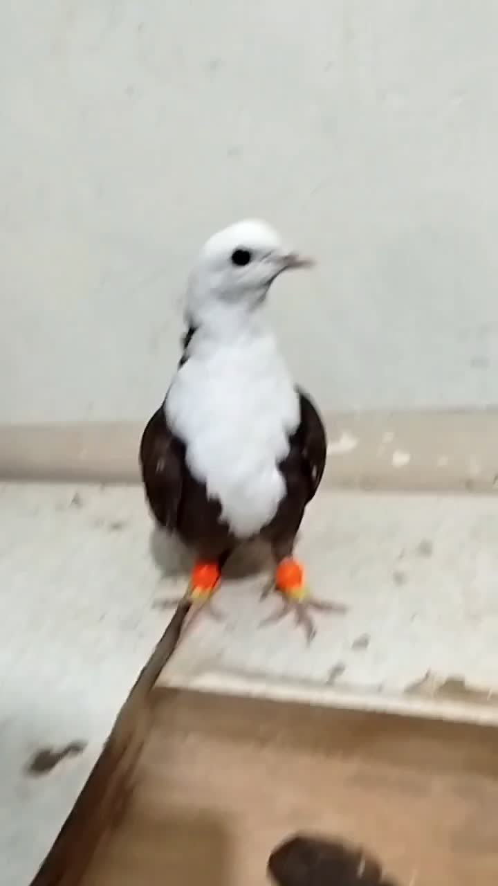 کلاغ سرخ|پرنده|نیشابور, شهرک بسیج|دیوار