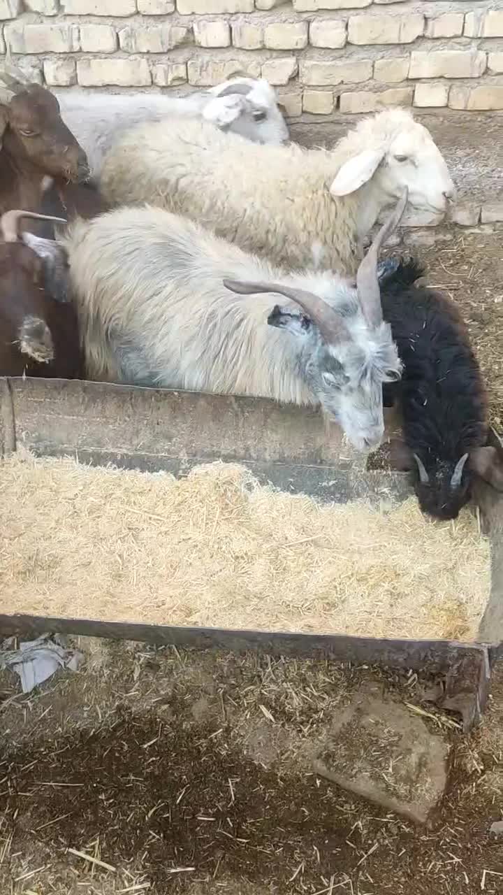 میش و بز و کهره|حیوانات مزرعه|کربال, |دیوار