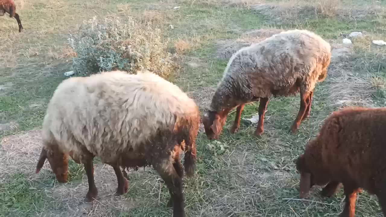 گوسفند|حیوانات مزرعه|دلند, |دیوار