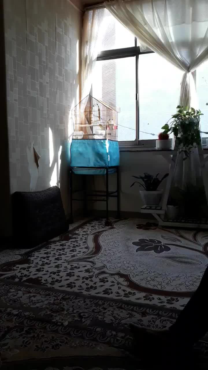 طوطی گرینچیک با عروس هلندی|پرنده|قزوین, |دیوار