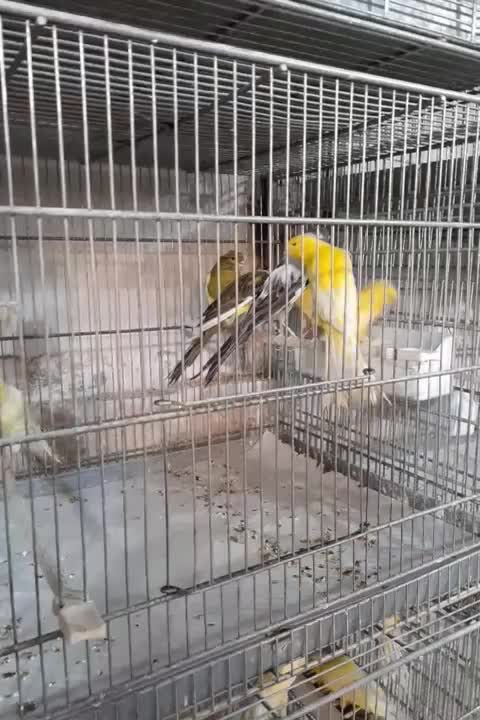 رسمی بلندماده|پرنده|قم, زاد|دیوار