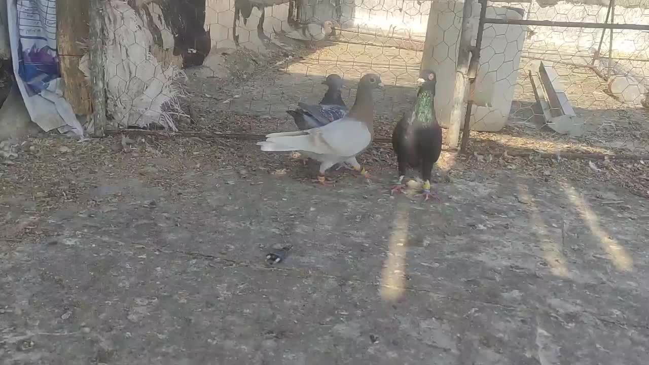 کبوتر|پرنده|برازجان, |دیوار