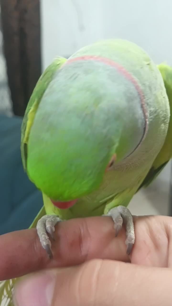 ملنگو نر سخنگو فول دستی|پرنده|خرم‌آباد (تنکابن), |دیوار