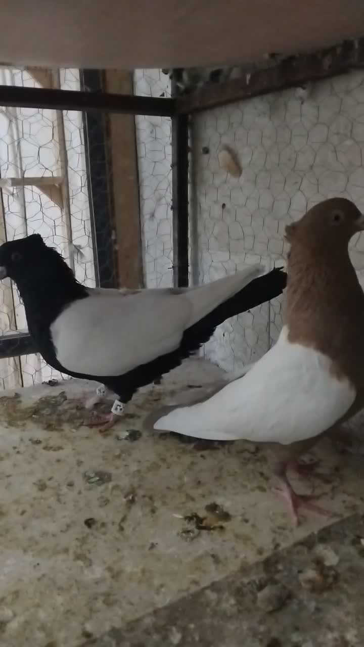 سینه سیاه سینه زرد هردوتانر|پرنده|تربت جام, شاد|دیوار