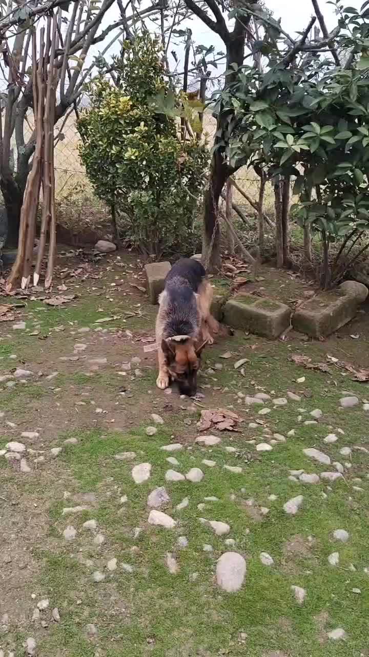 سگ ژرمن ماده دوساله|سگ|رشت, پل تالشان|دیوار