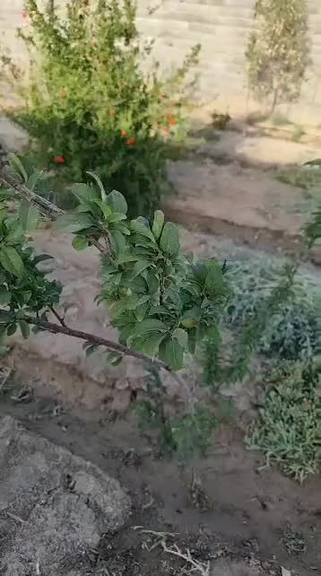 باغ چهار دیواری با اب و برق. معاوضه با ماشین|فروش زمین و ملک کلنگی|اصفهان, آبشار|دیوار
