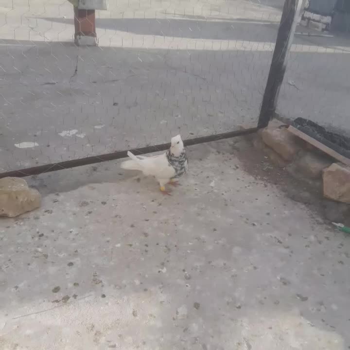 کفتر طوقی|پرنده|قائن, |دیوار