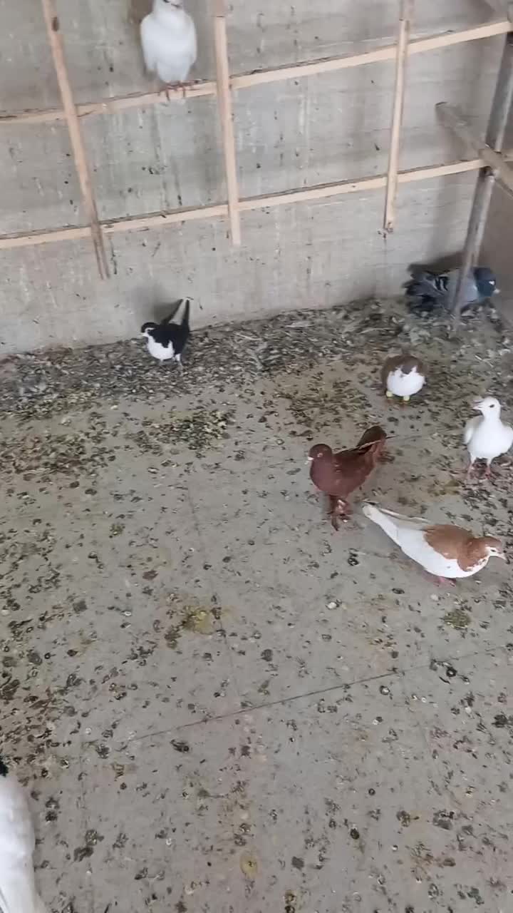 کفتر شهرستانی|پرنده|مشهد, امیرآباد|دیوار