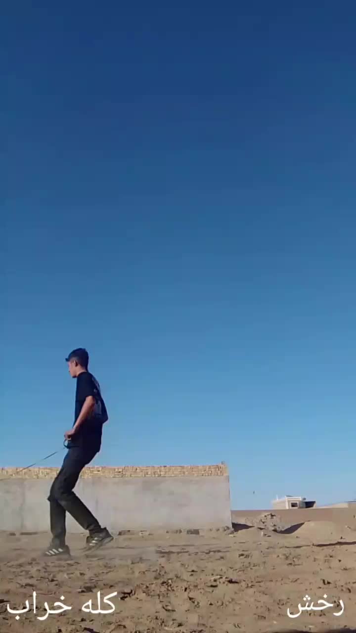 اسب|اسب و تجهیزات اسبسواری|حمیدیا, |دیوار