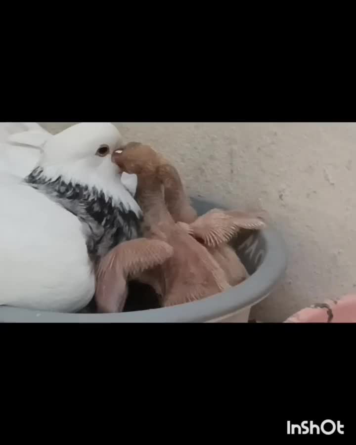 دو جفت طوقی هفت رنگ، نژاد اصیل و چشمگیر|پرنده|شیروان (خراسان), |دیوار