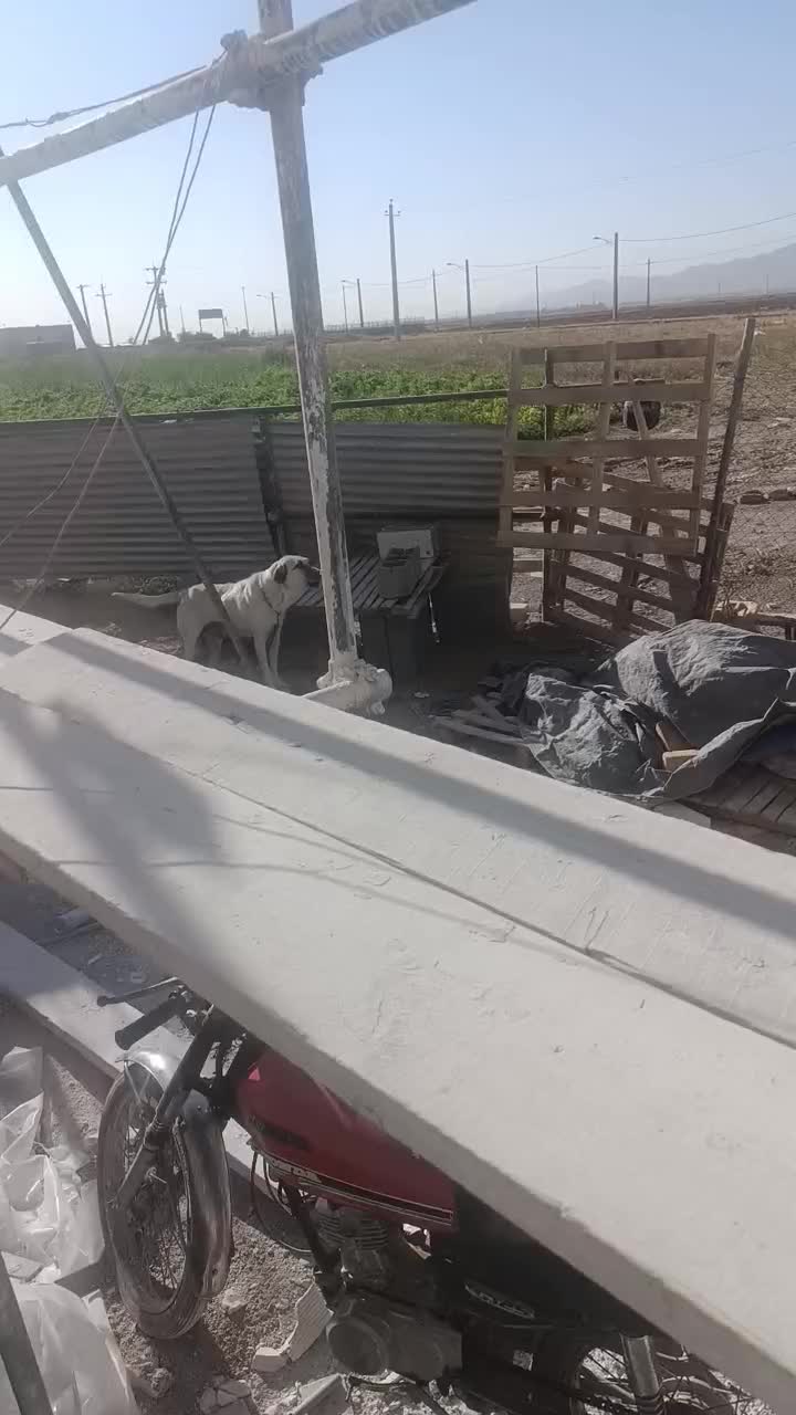 سگ عراقی ماده|سگ|سلطانیه, |دیوار