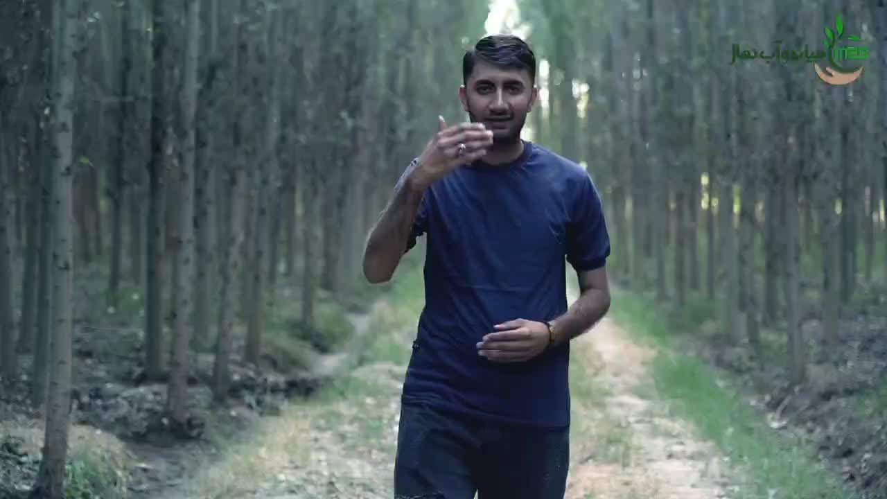 ارائه نهال سنوبر دو الی سه متری اصلاح شده|خدمات باغبانی و درختکاری|املش, |دیوار