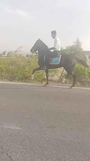 اسب|اسب و تجهیزات اسبسواری|سراب, |دیوار