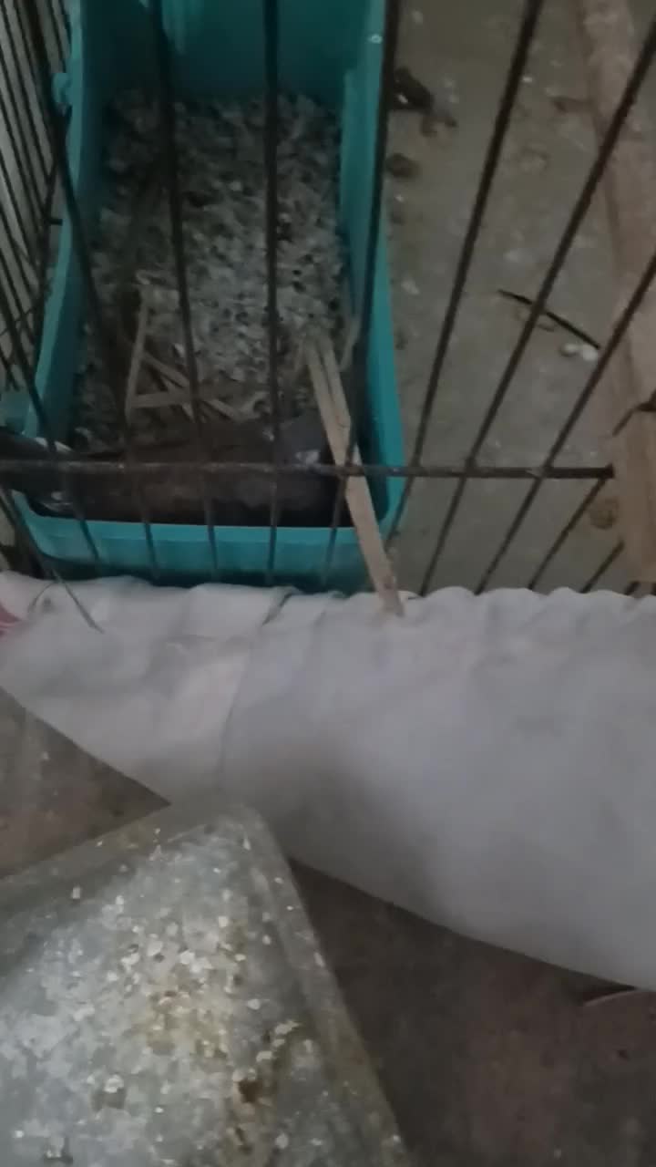 پرنده زینتی همراه تخم|پرنده|اهواز, کمپلو جنوبی|دیوار