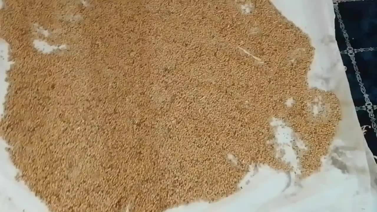 مقدار لوبیا اشی کشت خودم دلال نیستم تمز وتازه|عمده‌فروشی|بدره, |دیوار