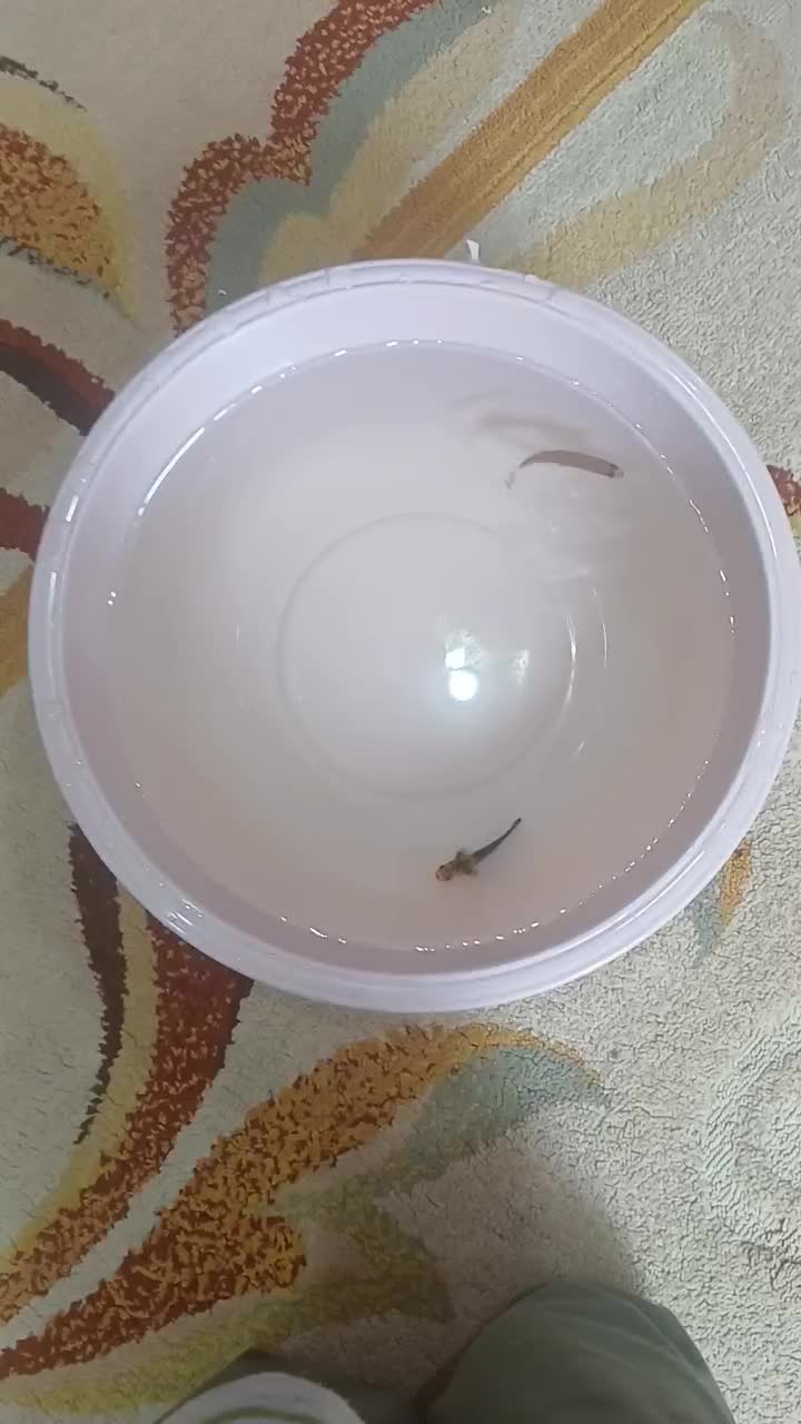 دوعدد ماهی فقط و فقط رایگان|ماهی|بندرعباس, |دیوار