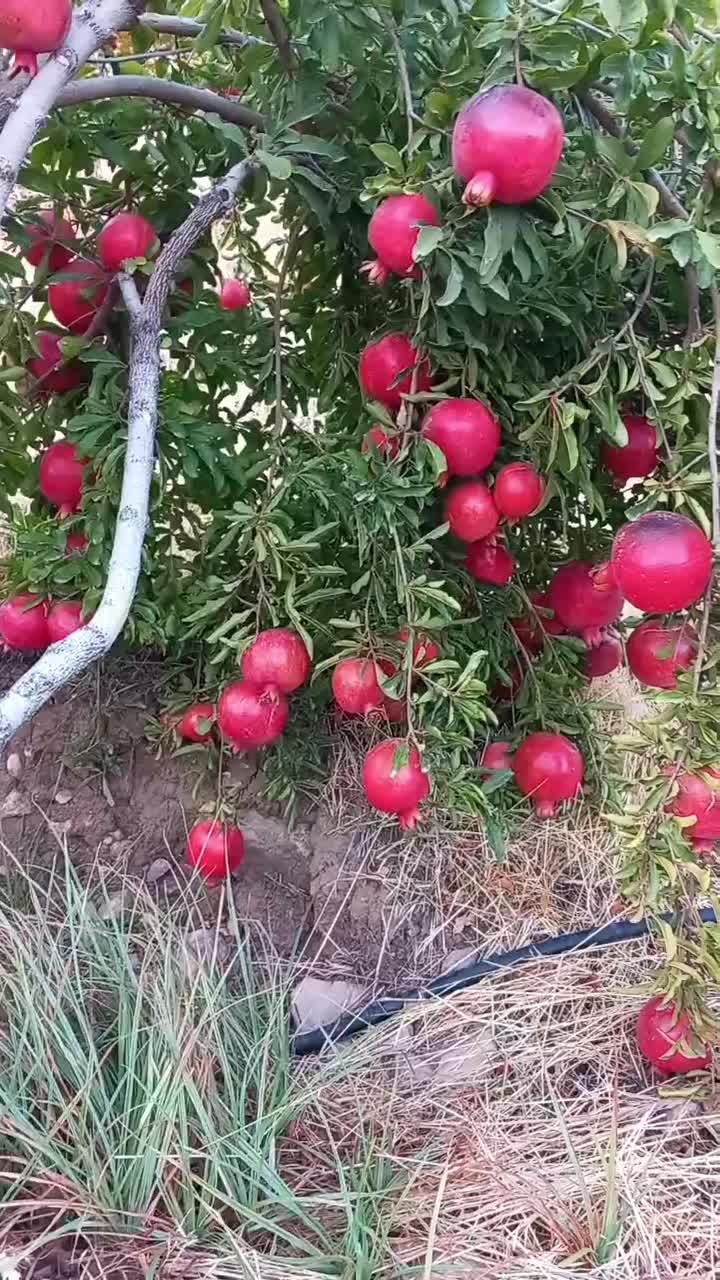 آب انار تازه|خوردنی و آشامیدنی|کوهدشت, |دیوار