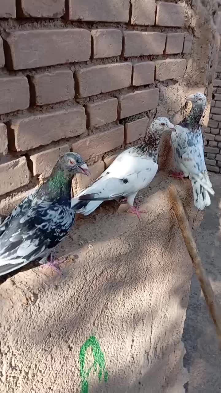 کبوتر|پرنده|قزوین, |دیوار