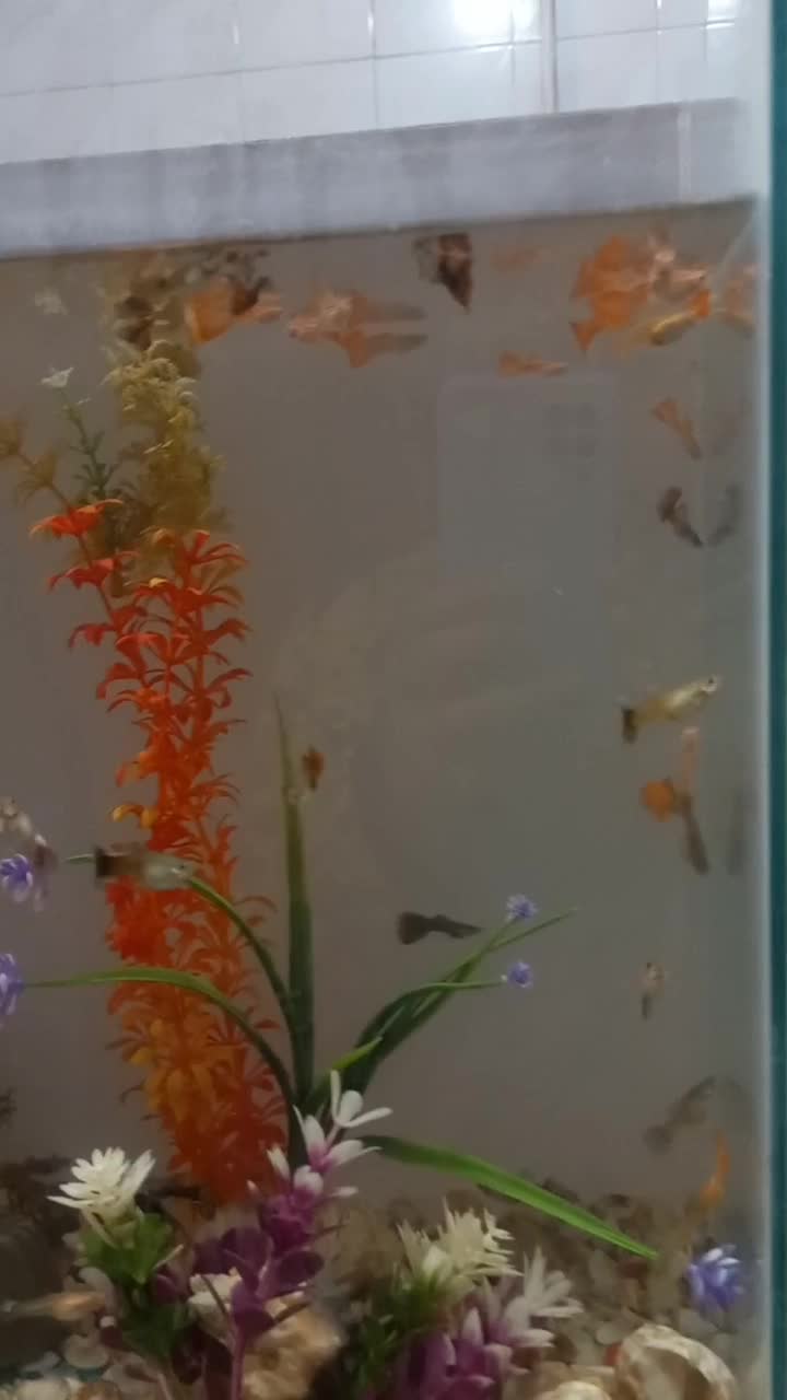 حلزون|خزنده|مشهد, کوی دروی|دیوار