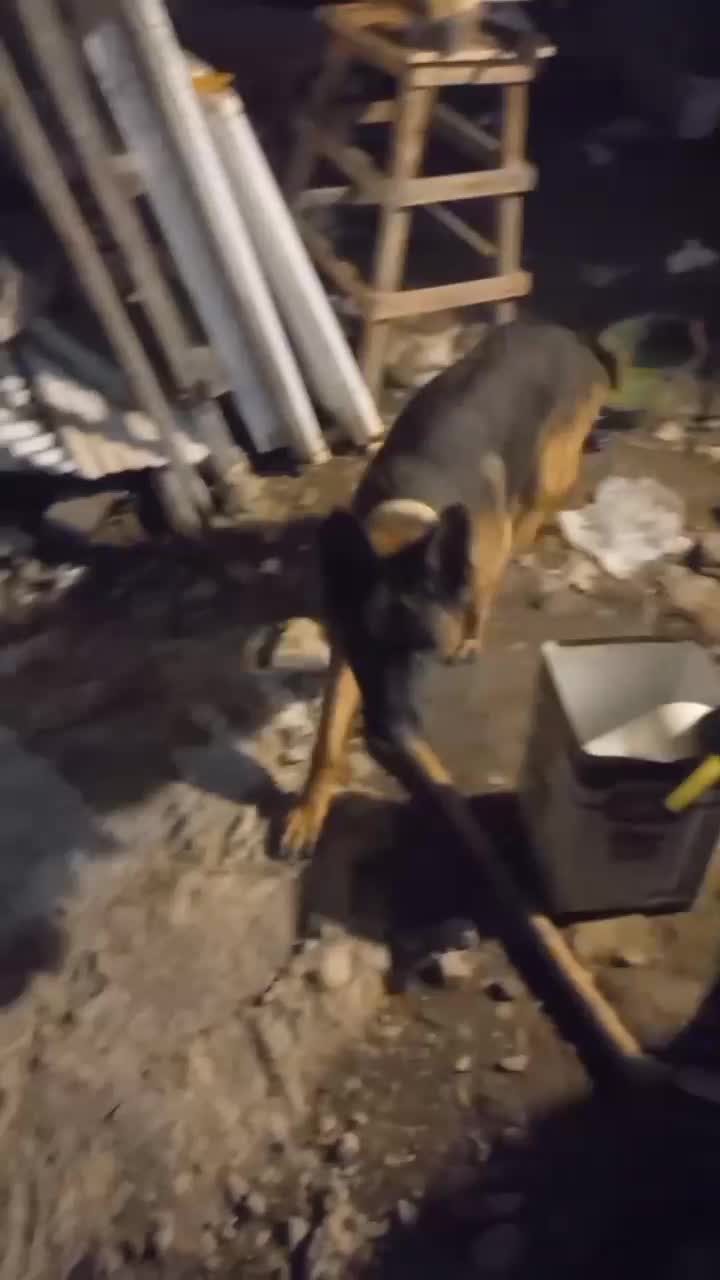 سگ ژرمن|سگ|رشت, کوی مهر|دیوار