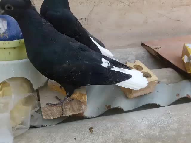 جفت جوجه سیاه دم سفید.جوجه طوق زرد نر|پرنده|بهبهان, |دیوار