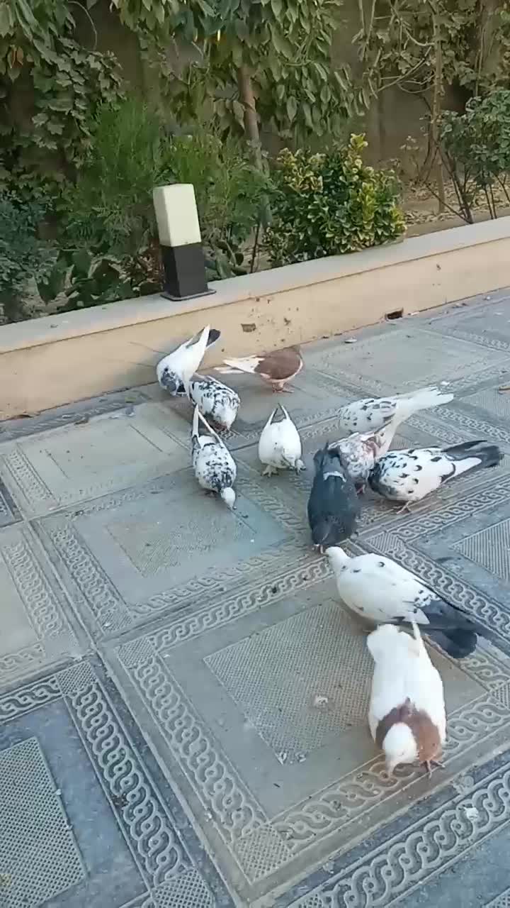 کفتر پرشی|پرنده|هشتگرد, تهران دشت|دیوار