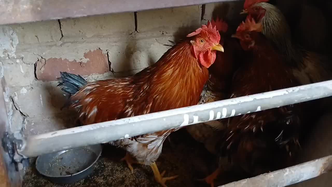 خروس محلی روستا|حیوانات مزرعه|ساوه, |دیوار