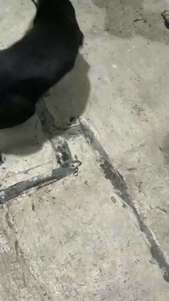 سگ نژاد|سگ|کردکوی, |دیوار