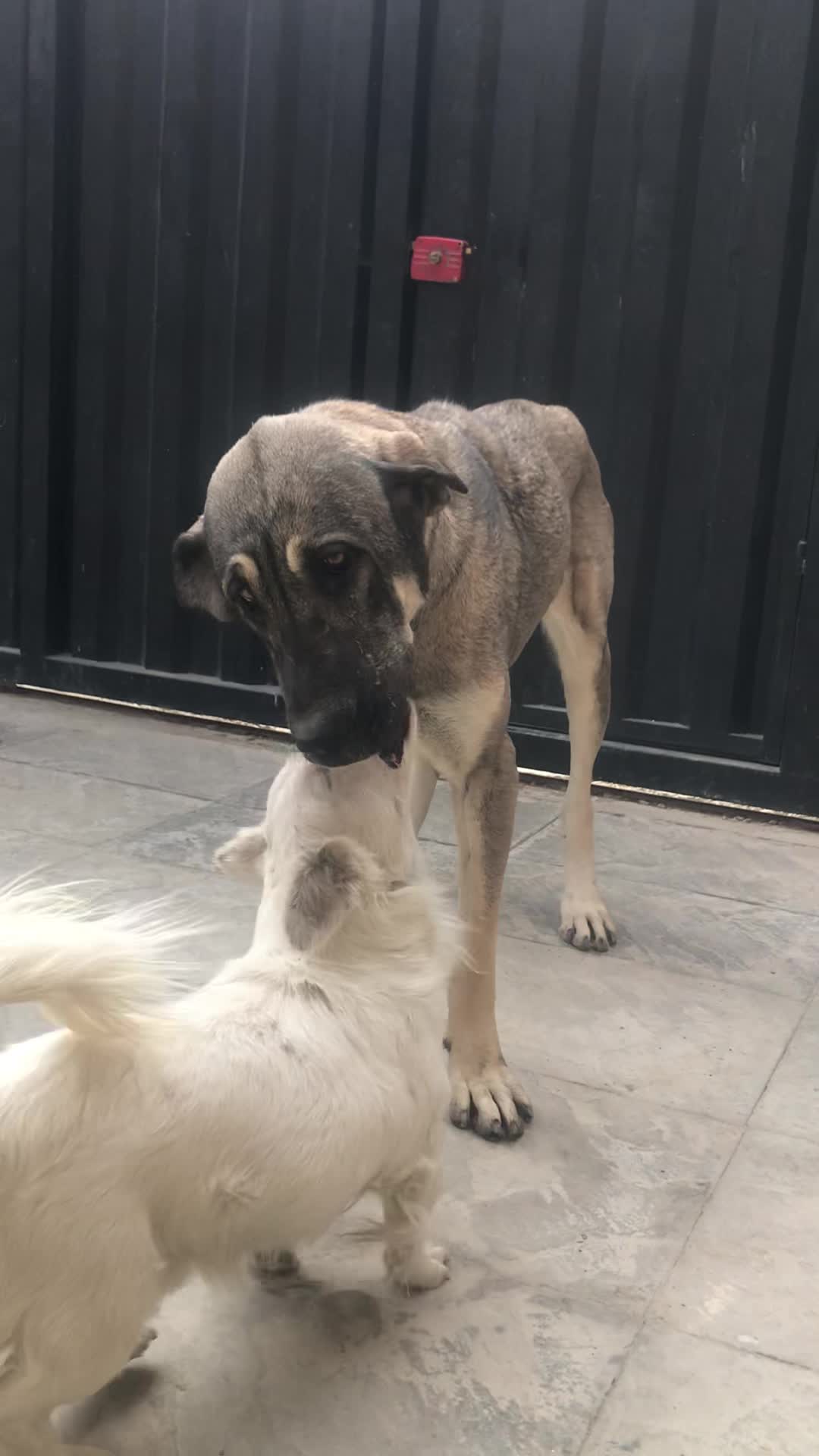 سگ پژدر عراقی ماده سرابی|سگ|تهران, تهرانسر غربی|دیوار