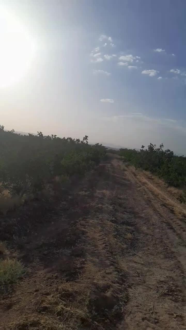 فروش اب و باغ پسته|فروش دفتر صنعتی، کشاورزی، تجاری|یزد, |دیوار