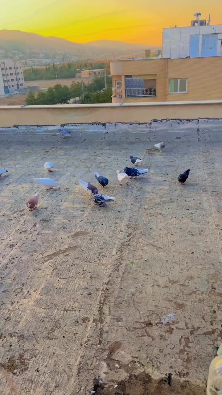 جفت سرور دم سفید و سینه سیاه بی عیب|پرنده|صدرا-فارس, فاز ۱|دیوار