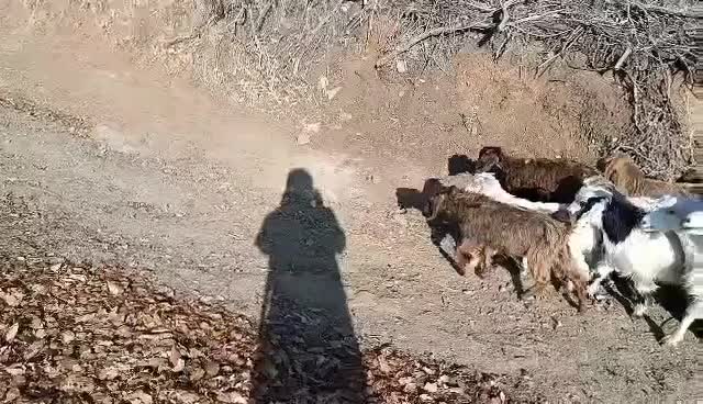 ۳۱سر بزو ۳۱سر بزغاله|حیوانات مزرعه|مریوان, |دیوار