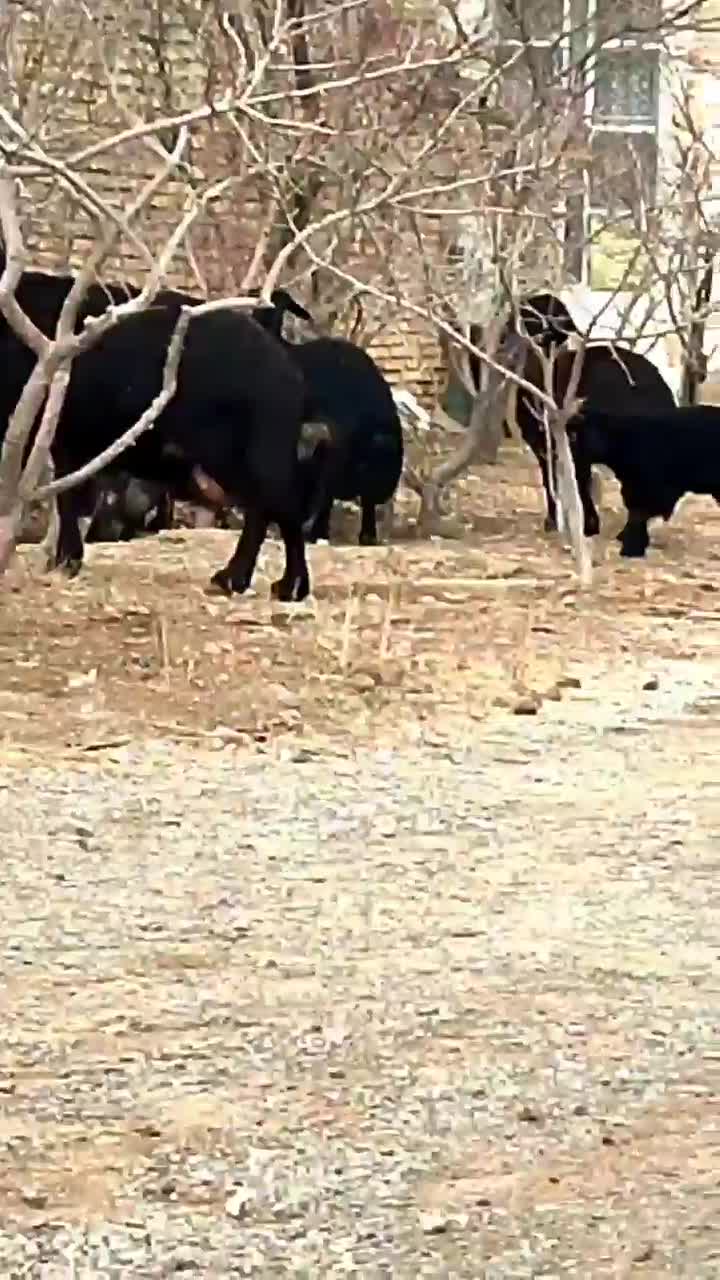 میش های قره قزل عتیقه آبستن و بره دار|حیوانات مزرعه|تهران, مخصوص|دیوار