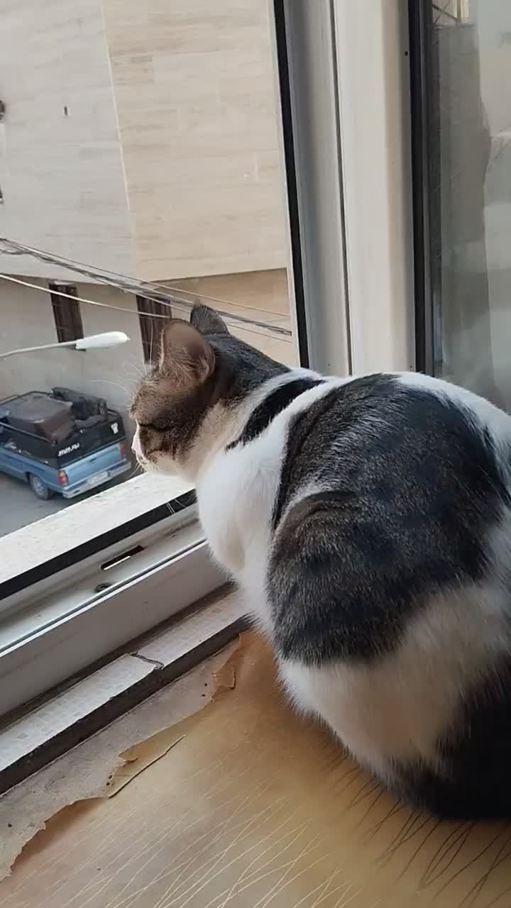 واگذاری گربه رایگان|گربه|شهریار, شهریار|دیوار