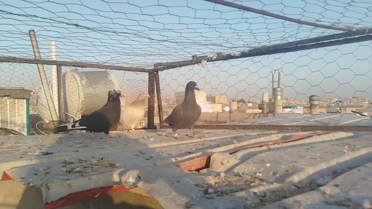 کبوتر پرشی|پرنده|شیراز, کوشک میدان|دیوار