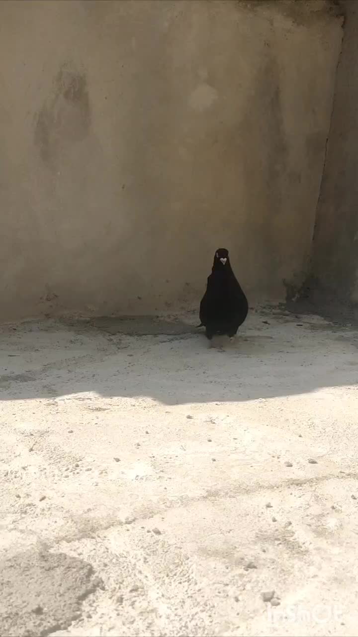 زاغ|پرنده|اردل, |دیوار
