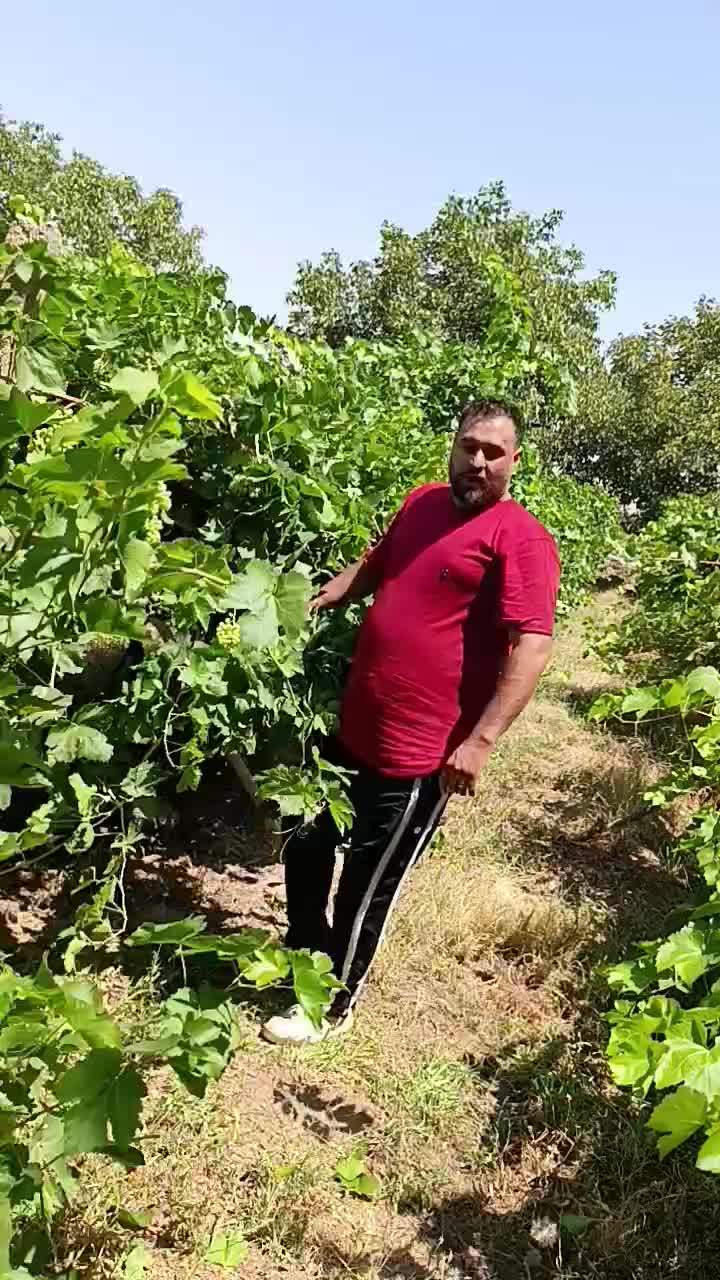 نهال بن دار انگور ۵تا ۶ ساله داربستی ریشه دار|خدمات باغبانی و درختکاری|شیراز, کاراندیش|دیوار
