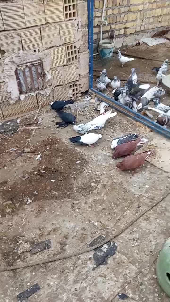 با یاد خدا یه مشت کبوتر رنگی وگرفتنی|پرنده|قم, شهرک مهدیه (مدرس)|دیوار